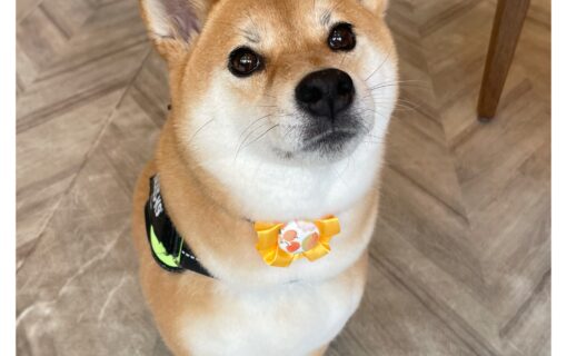 柴犬