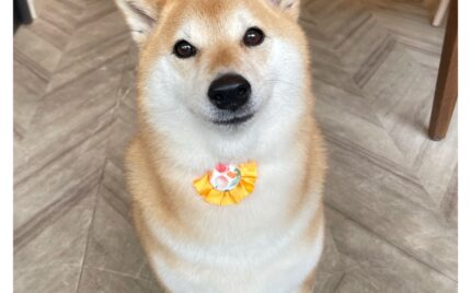 柴犬
