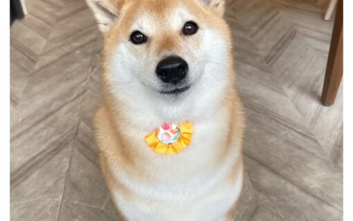 柴犬
