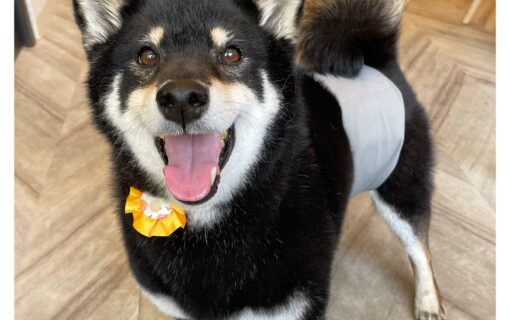 柴犬