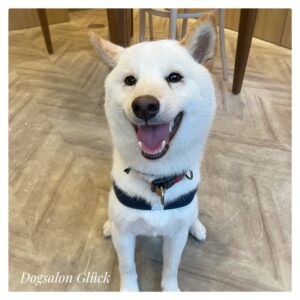 柴犬