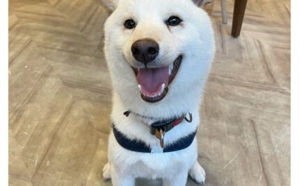 柴犬