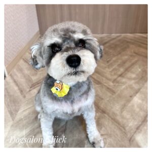 ミニチュアシュナウザー