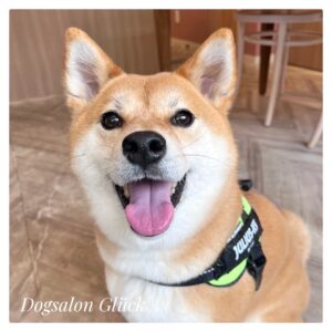 柴犬
