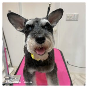 ミニチュアシュナウザー