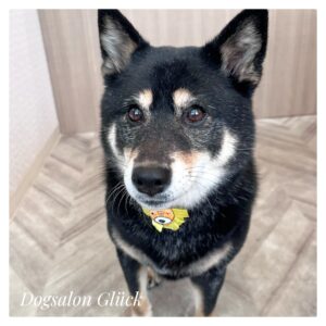 柴犬