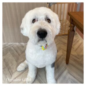オールドイングリッシュシープドッグ