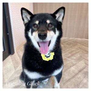 柴犬