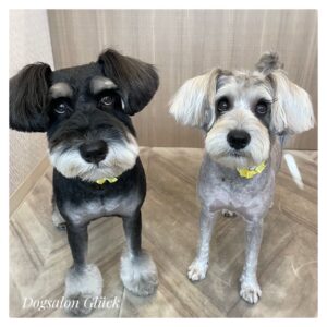 ミニチュアシュナウザー