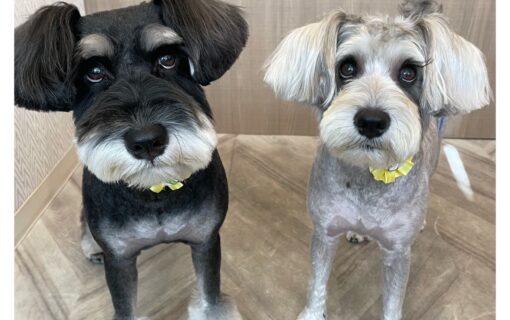 ミニチュアシュナウザー