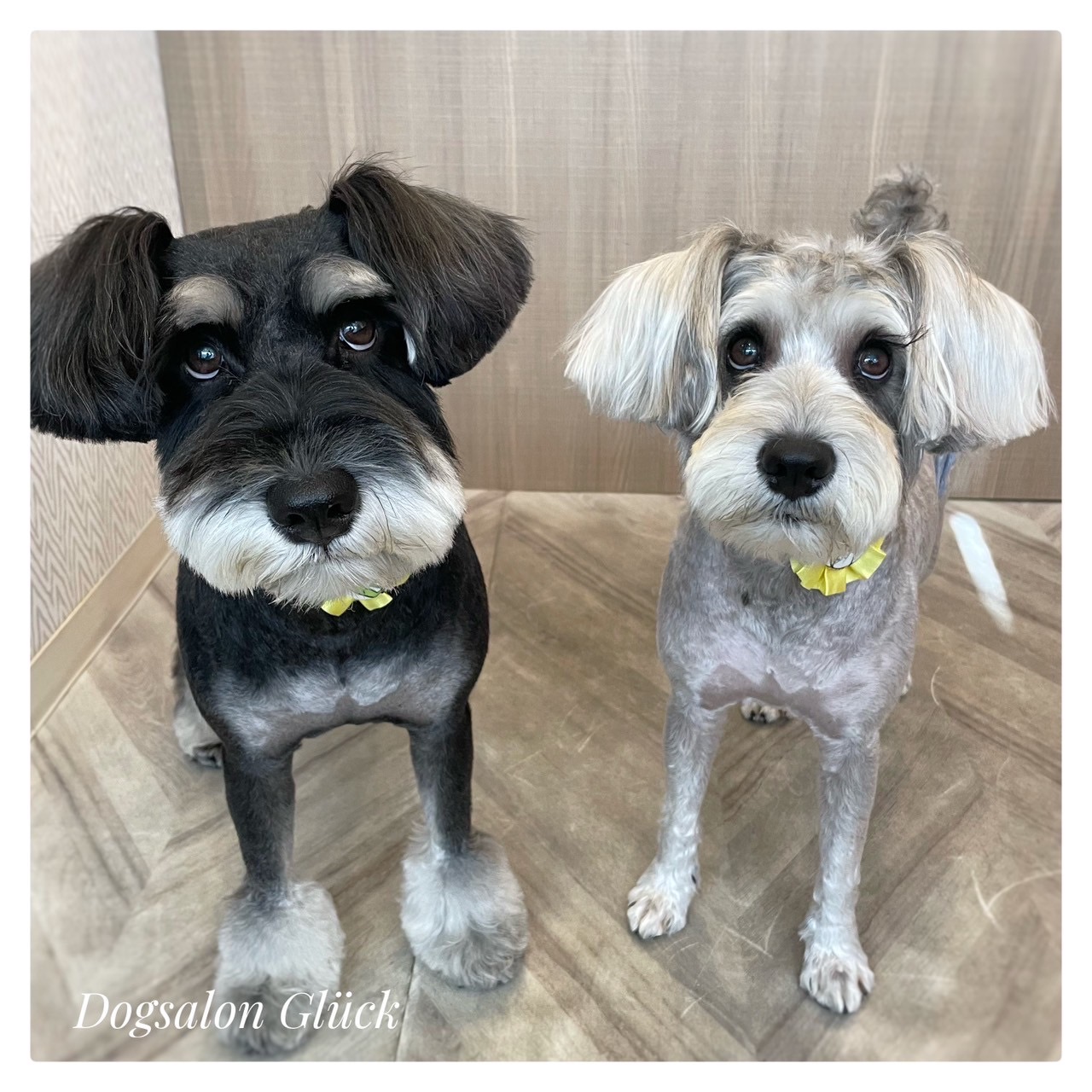 ミニチュアシュナウザー