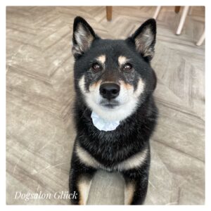 柴犬
