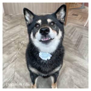 柴犬