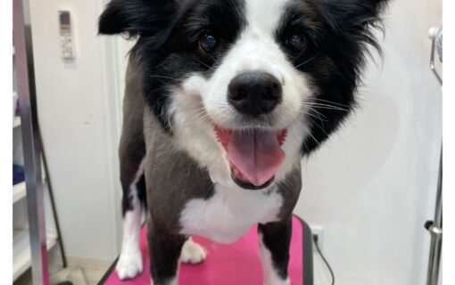 ボーダーコリー