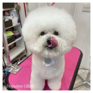 ビションフリーゼ