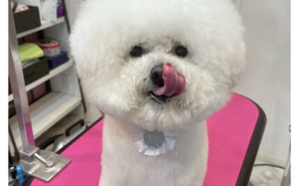 ビションフリーゼ