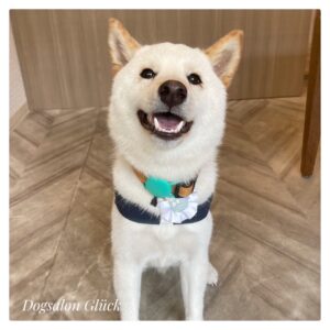柴犬