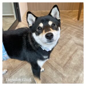 柴犬