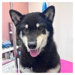 柴犬