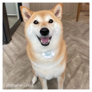 柴犬