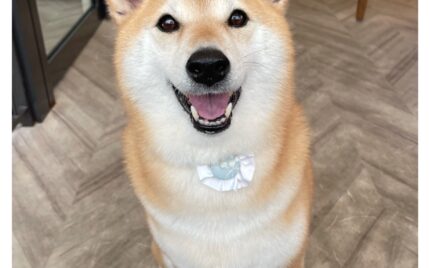 柴犬