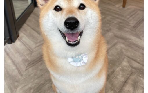 柴犬
