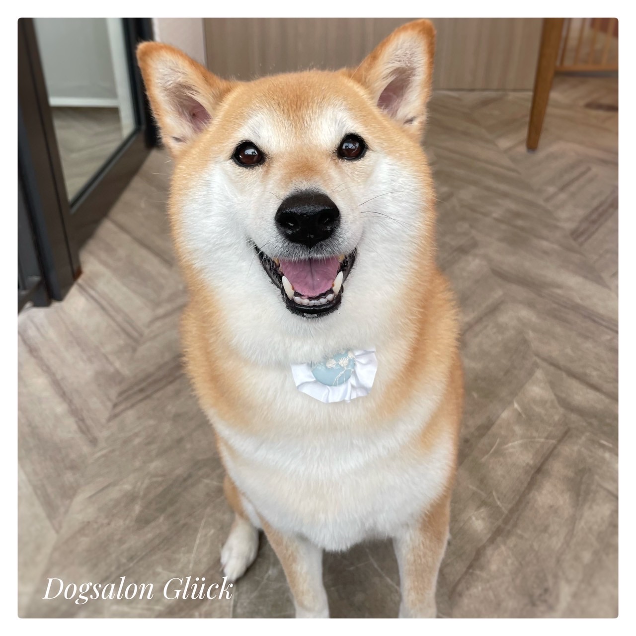 柴犬