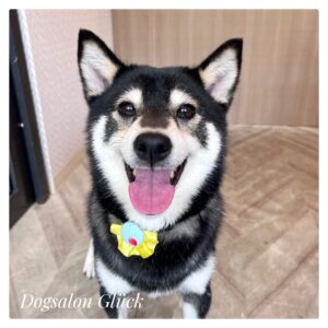 柴犬