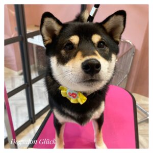 柴犬