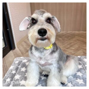 ミニチュアシュナウザー