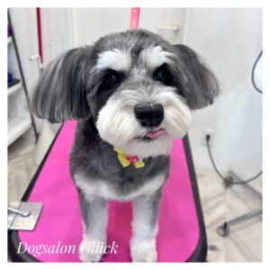 ミニチュアシュナウザー