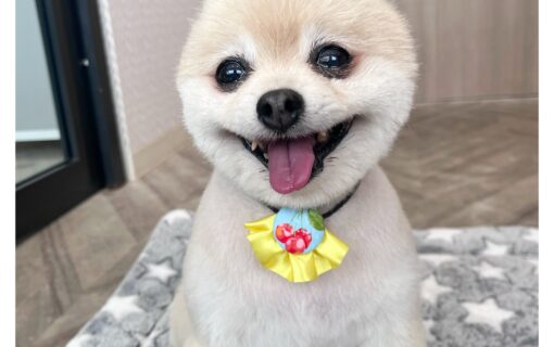 ポメラニアン
