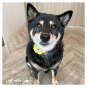 柴犬