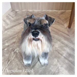 ミニチュアシュナウザー