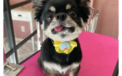 チワワ