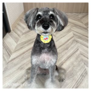 ミニチュアシュナウザー