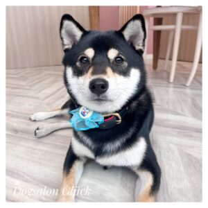 柴犬