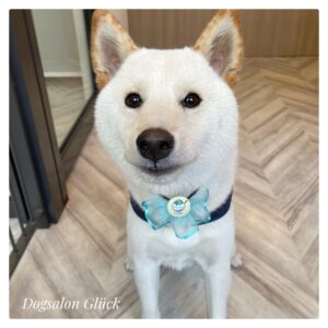 柴犬