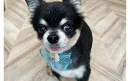 チワワ