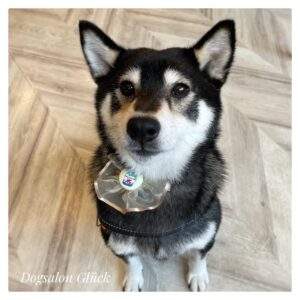 柴犬