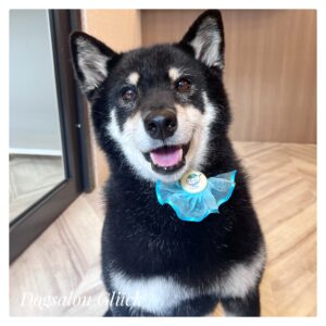 柴犬
