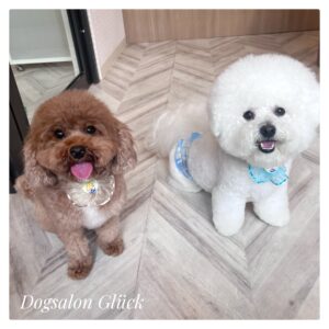 ビションフリーゼ