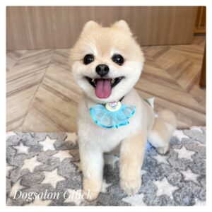 ポメラニアン