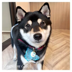柴犬