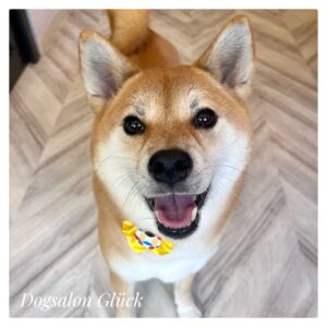 柴犬