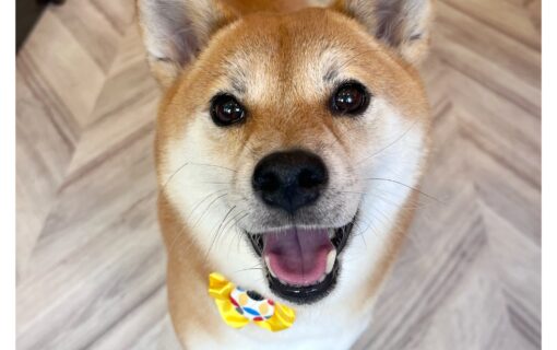 柴犬