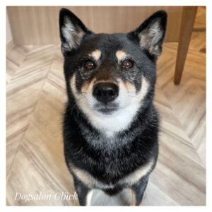 柴犬