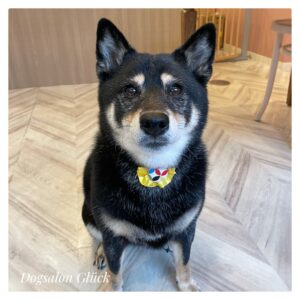 柴犬