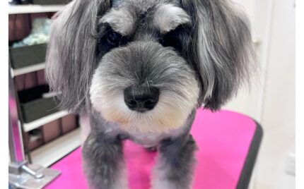 ミニチュアシュナウザー