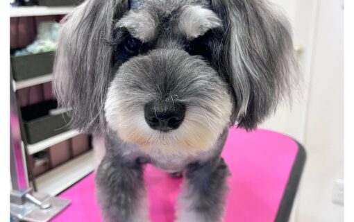ミニチュアシュナウザー